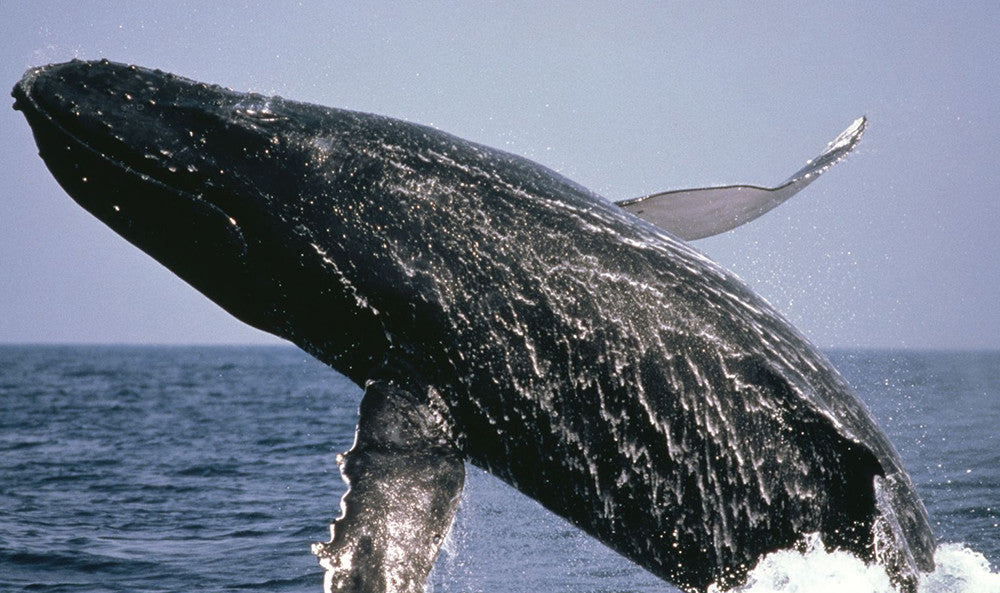 The Amazing Health Benefits of Awe And Wonder